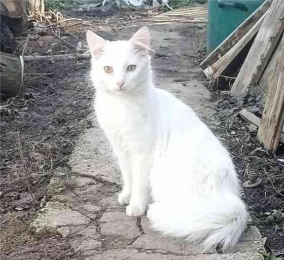 Отдам котят в хорошие руки Донецк