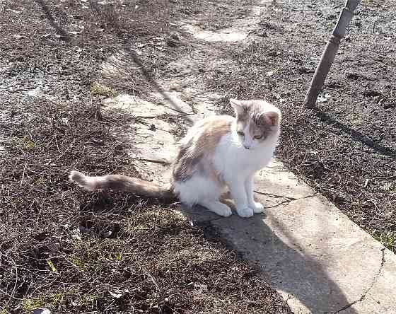 Отдам котят в хорошие руки Донецк