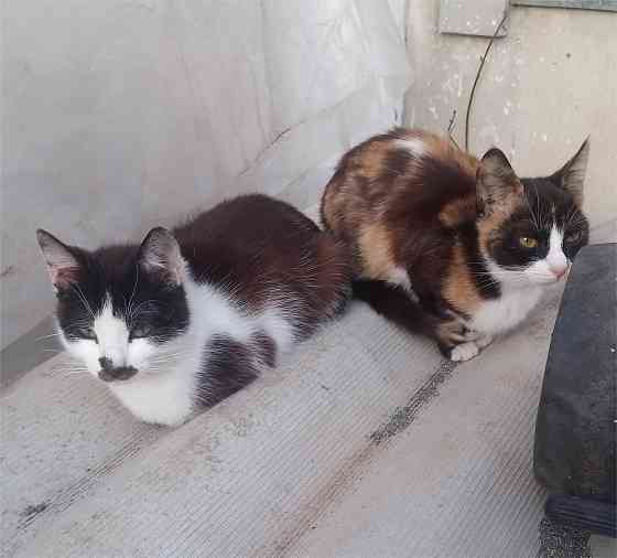 Отдам котят в хорошие руки Донецк