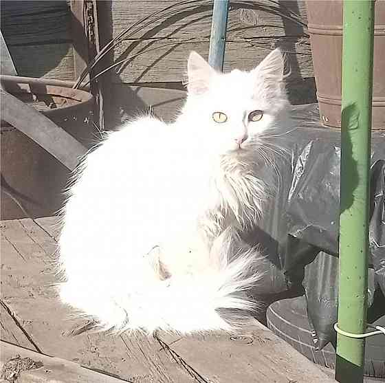 Отдам котят в хорошие руки Донецк