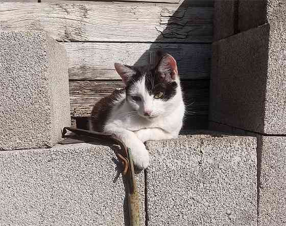 Отдам котят в хорошие руки Донецк