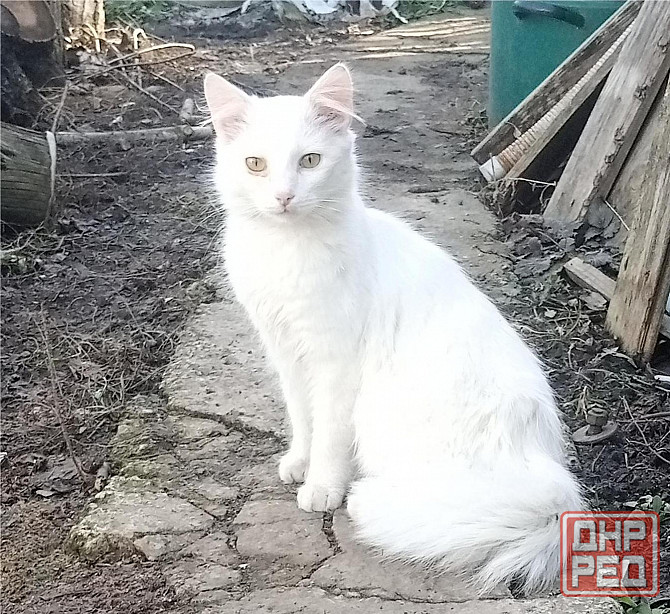 Отдам котят в хорошие руки Донецк - изображение 5