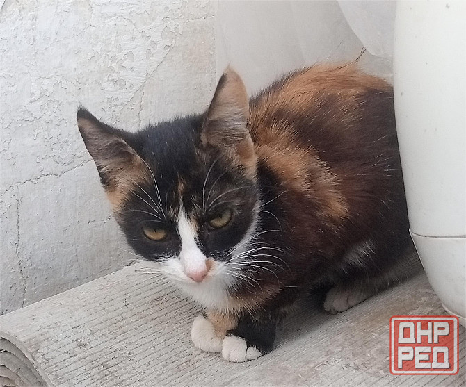 Отдам котят в хорошие руки Донецк - изображение 7