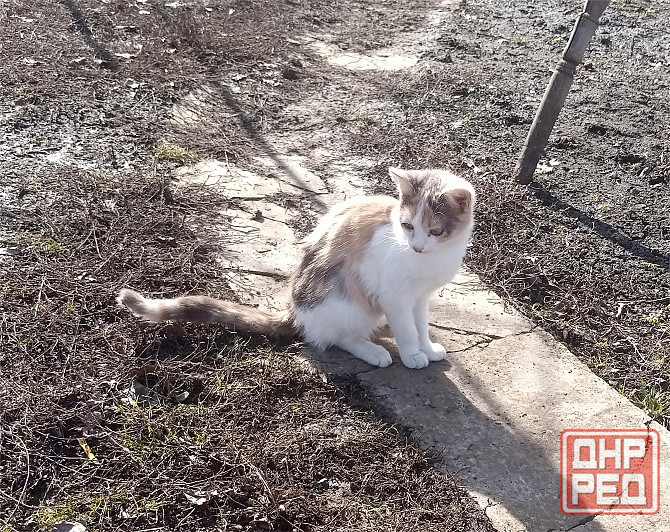 Отдам котят в хорошие руки Донецк - изображение 6