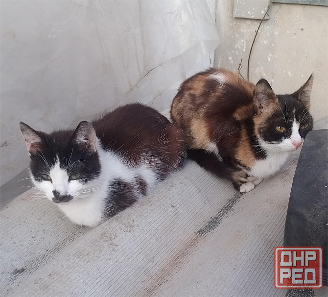 Отдам котят в хорошие руки Донецк - изображение 1