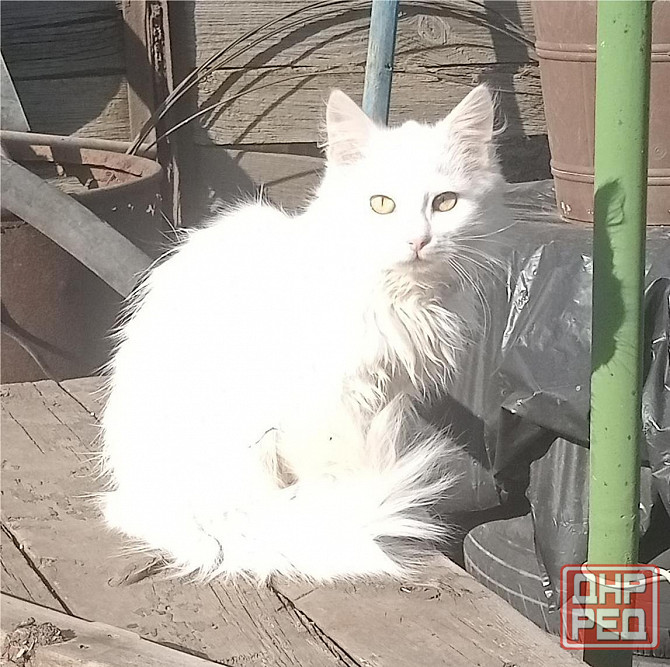 Отдам котят в хорошие руки Донецк - изображение 3