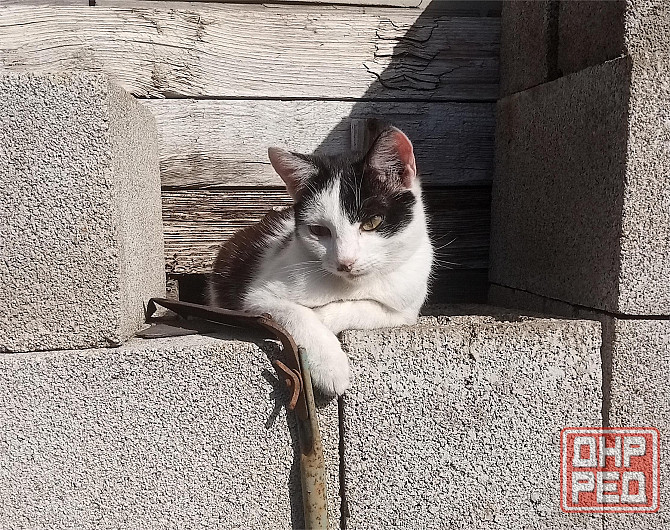 Отдам котят в хорошие руки Донецк - изображение 4