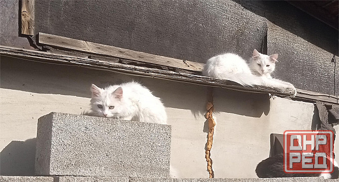 Отдам котят в хорошие руки Донецк - изображение 8