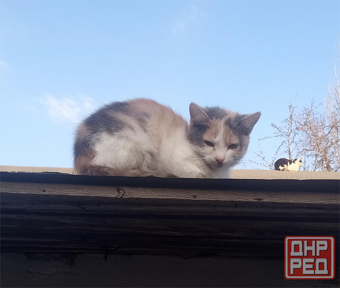 Отдам котят в хорошие руки Донецк - изображение 2