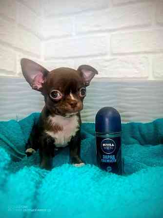 Продам мини мальчика чихкахуа Енакиево