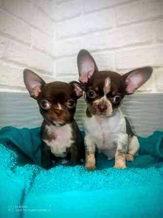 Продам мини мальчика чихкахуа Енакиево