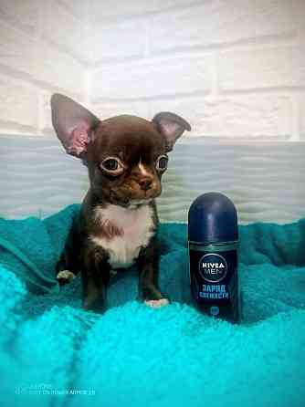 Продам мини мальчика чихкахуа Енакиево