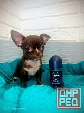 Продам мини мальчика чихкахуа Енакиево - изображение 3