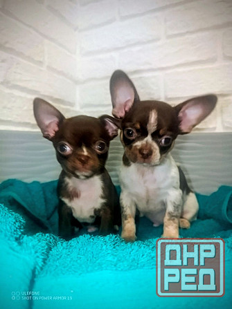 Продам мини мальчика чихкахуа Енакиево - изображение 2