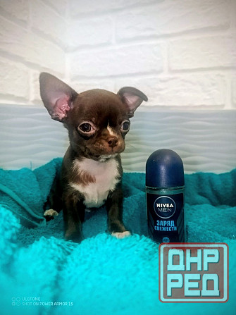 Продам мини мальчика чихкахуа Енакиево - изображение 1