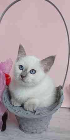 Питомник Alye Parusa предлагает таййских котят Донецк