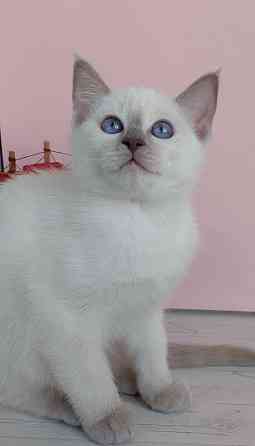 Питомник Alye Parusa предлагает таййских котят Донецк