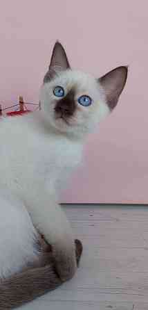 Питомник Alye Parusa предлагает таййских котят Донецк