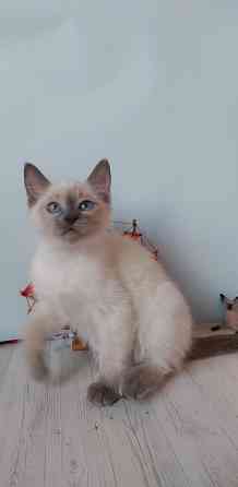 Питомник Alye Parusa предлагает таййских котят Донецк