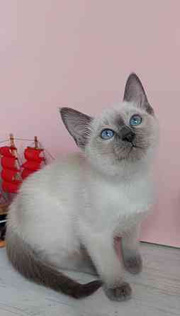 Питомник Alye Parusa предлагает таййских котят Донецк