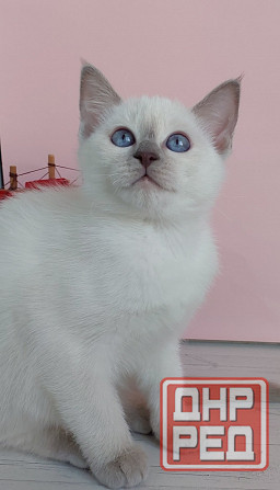 Питомник Alye Parusa предлагает таййских котят Донецк - изображение 3