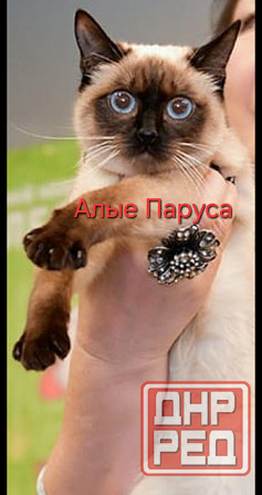 Питомник Alye Parusa предлагает таййских котят Донецк - изображение 8