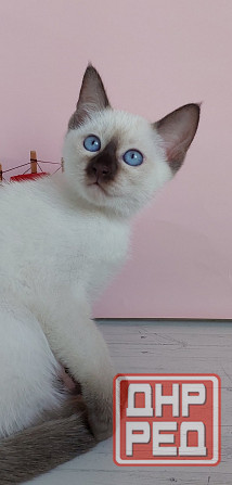 Питомник Alye Parusa предлагает таййских котят Донецк - изображение 5