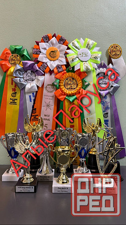 Питомник Alye Parusa предлагает таййских котят Донецк - изображение 7