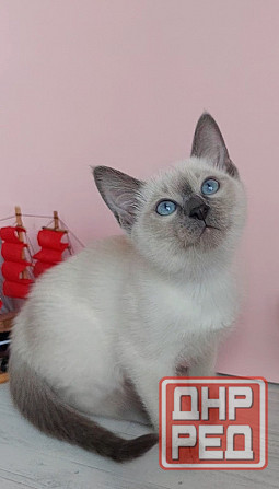 Питомник Alye Parusa предлагает таййских котят Донецк - изображение 6