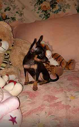 Щенки Русского той терьера Донецк Донецк