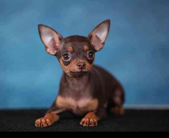 Щенки Русского той терьера Донецк Донецк