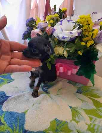 Щенки Русского той терьера Донецк Донецк