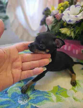 Щенки Русского той терьера Донецк Донецк