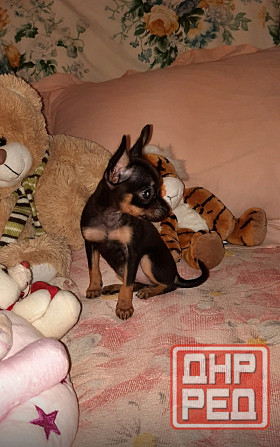 Щенки Русского той терьера Донецк Донецк - изображение 6