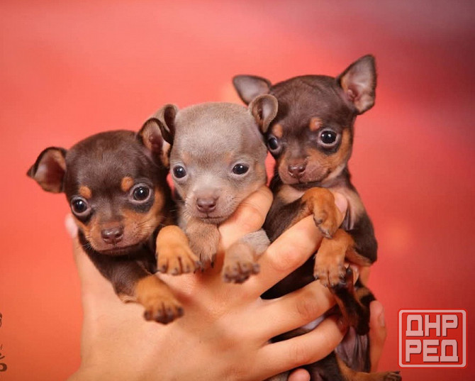 Щенки Русского той терьера Донецк Донецк - изображение 8