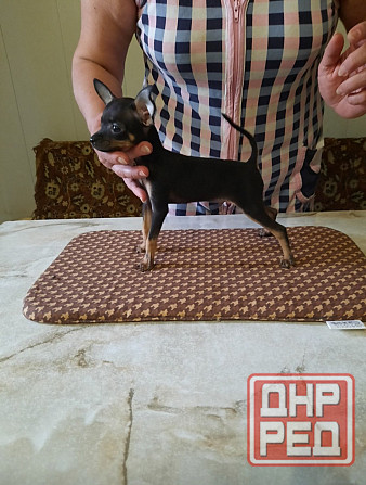 Щенки Русского той терьера Донецк Донецк - изображение 3