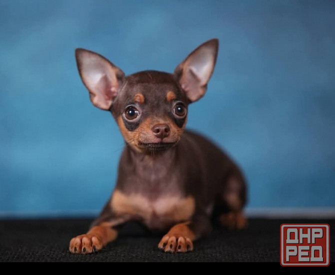 Щенки Русского той терьера Донецк Донецк - изображение 4