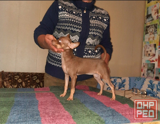 Щенки Русского той терьера Донецк Донецк - изображение 7