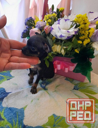 Щенки Русского той терьера Донецк Донецк - изображение 1