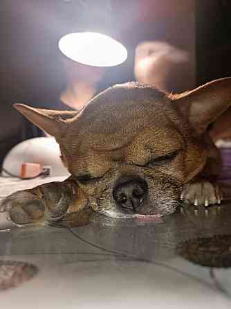 Ищем девочку для потомства) Макеевка