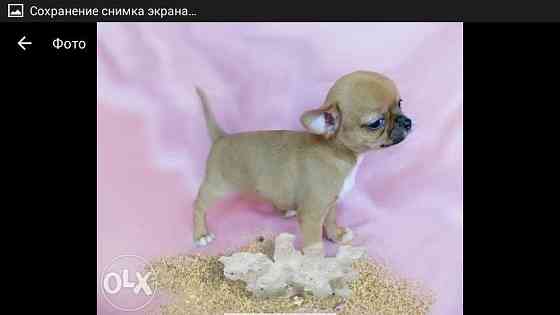 Ищем девочку для потомства) Макеевка