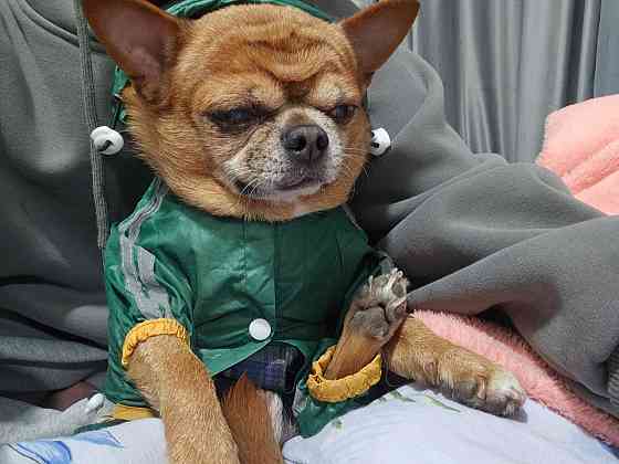 Ищем девочку для потомства) Макеевка