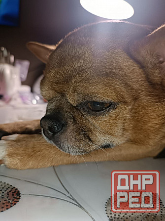 Ищем девочку для потомства) Макеевка - изображение 1