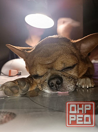 Ищем девочку для потомства) Макеевка - изображение 2