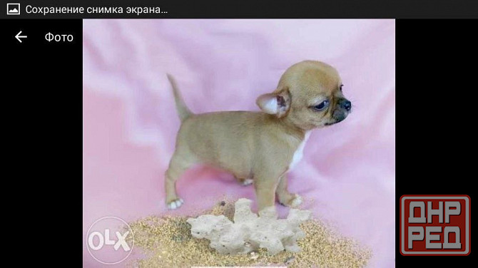 Ищем девочку для потомства) Макеевка - изображение 5