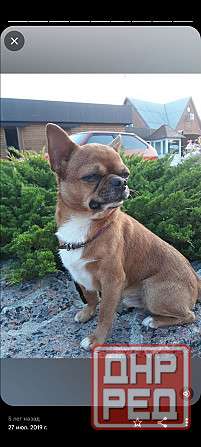 Ищем девочку для потомства) Макеевка - изображение 3