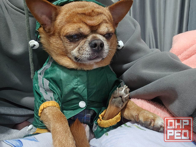 Ищем девочку для потомства) Макеевка - изображение 4