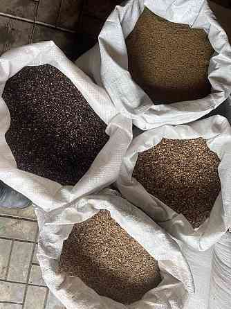 Продам семена суданки Макеевка