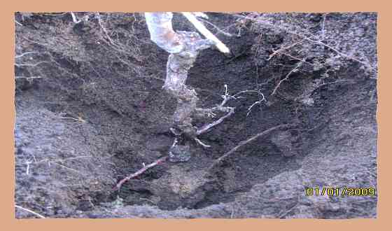 НиБела, пусть плотить "Золиру" Донецк