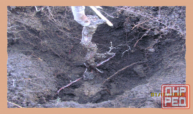 НиБела, пусть плотить "Золиру" Донецк - изображение 1